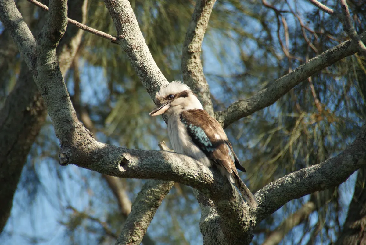 Kookaburra