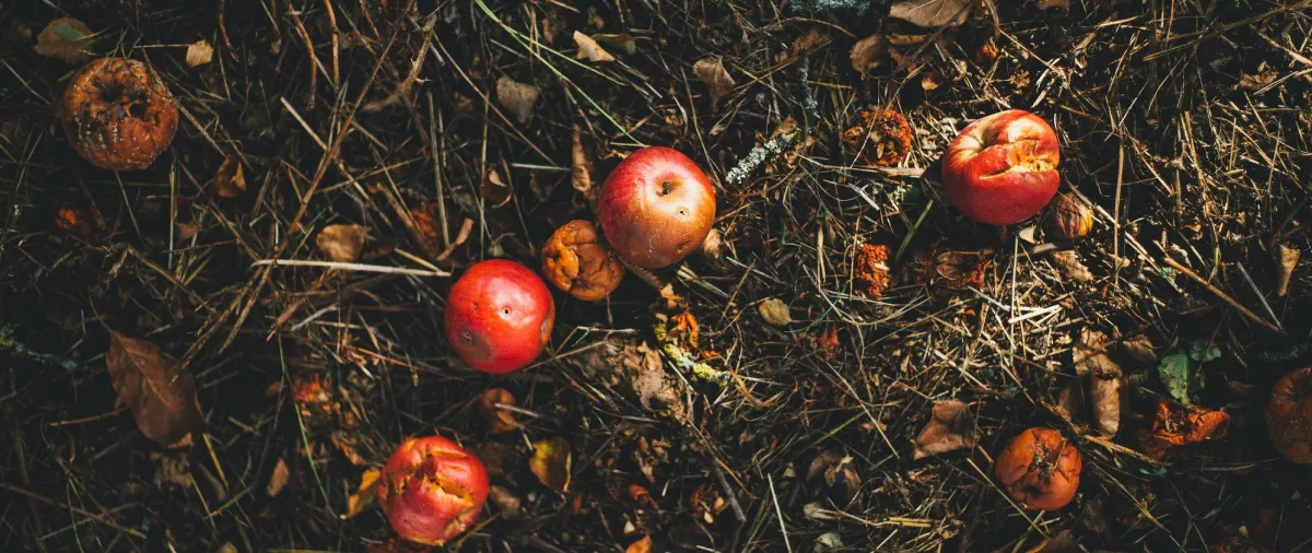 Decomposition
