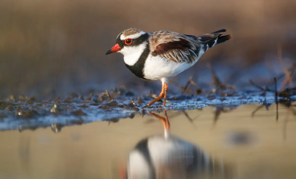 Bird on a mudflat
