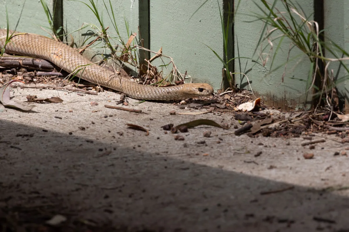 Brown snake near an urban fence