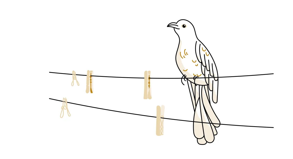 Line illustration of koel bird on a washing line