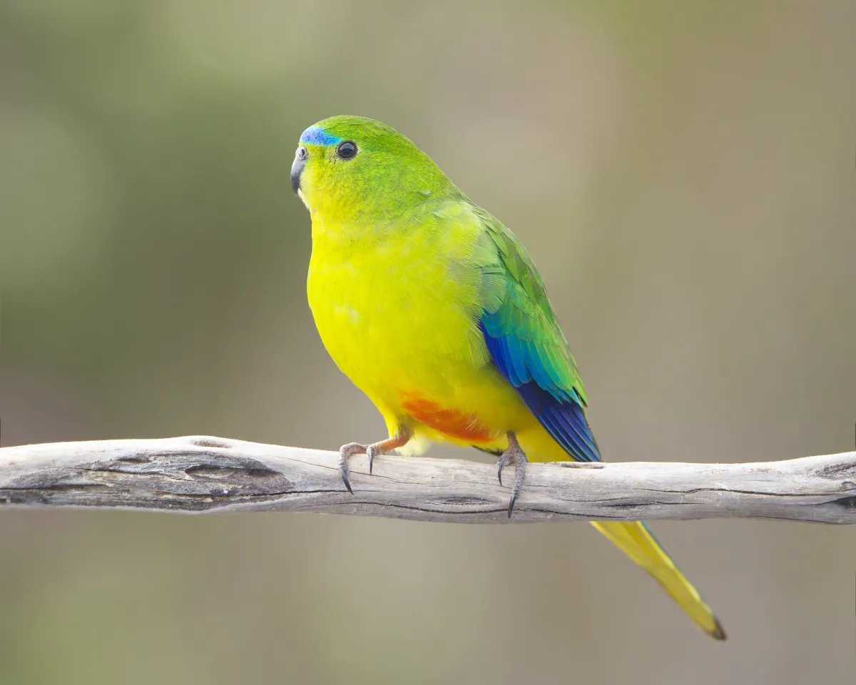 A bright yellow, green and blue parrot with an orange belly