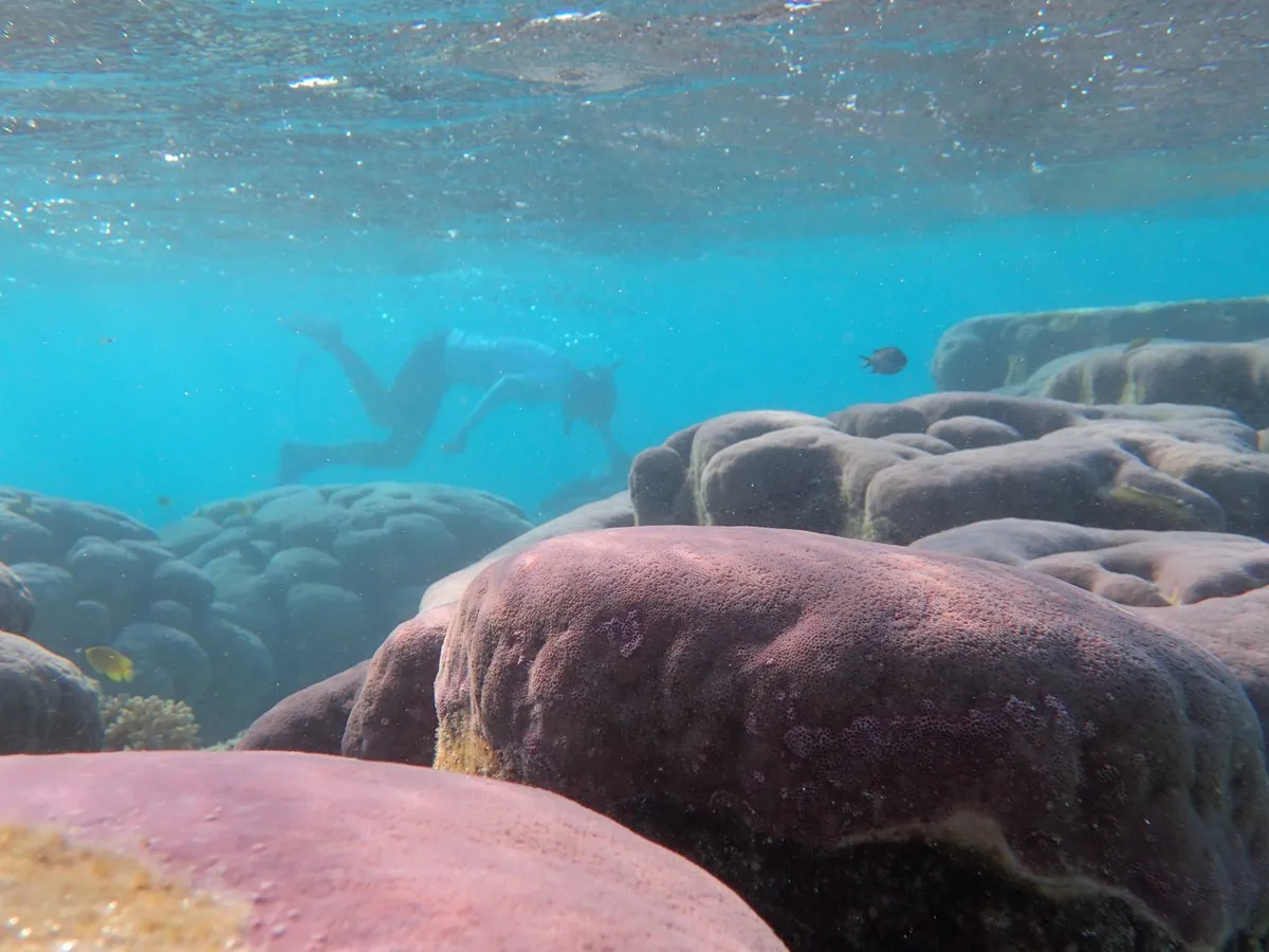 Underwater research on the Great Barrier Reef