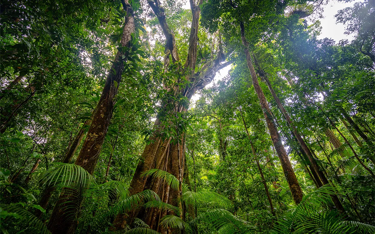 Wet tropics rainforest
