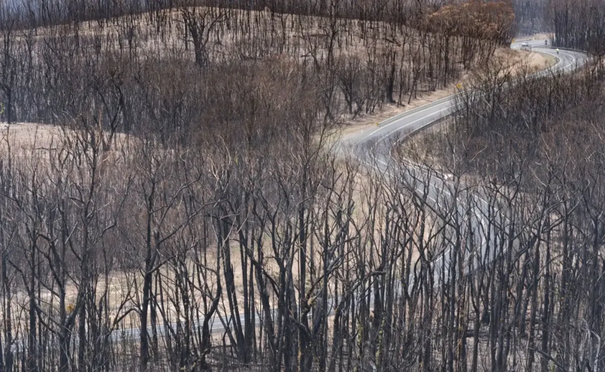 The Black Summer bushfires left a lasting mark on Australia’s landscape. Photo: ANU