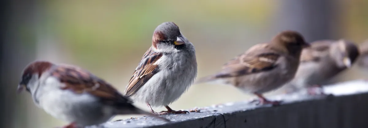 sparrows crop
