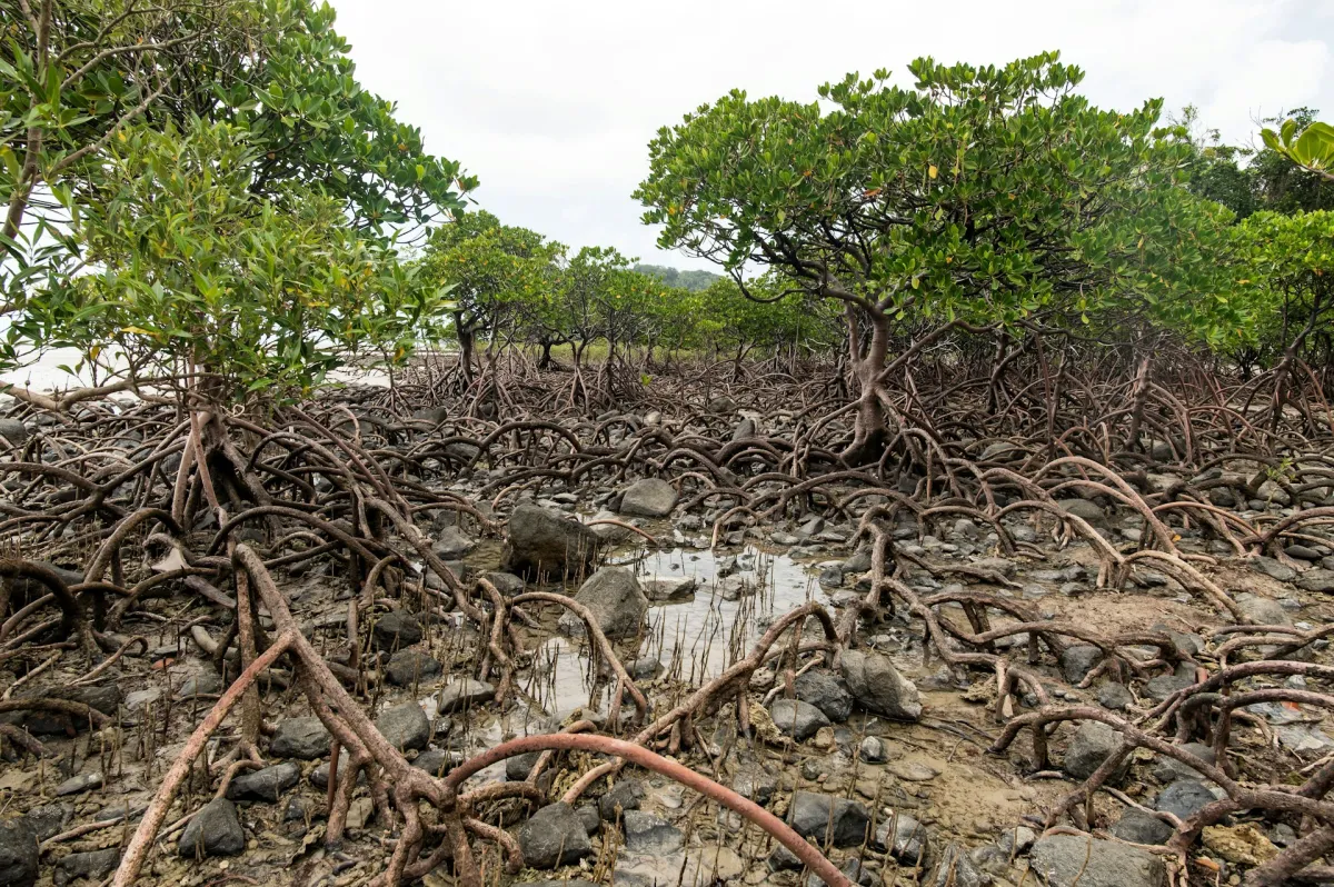 Mangrove swamp