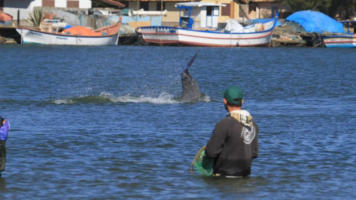 Dolphin tail up in front of fisher in a bay