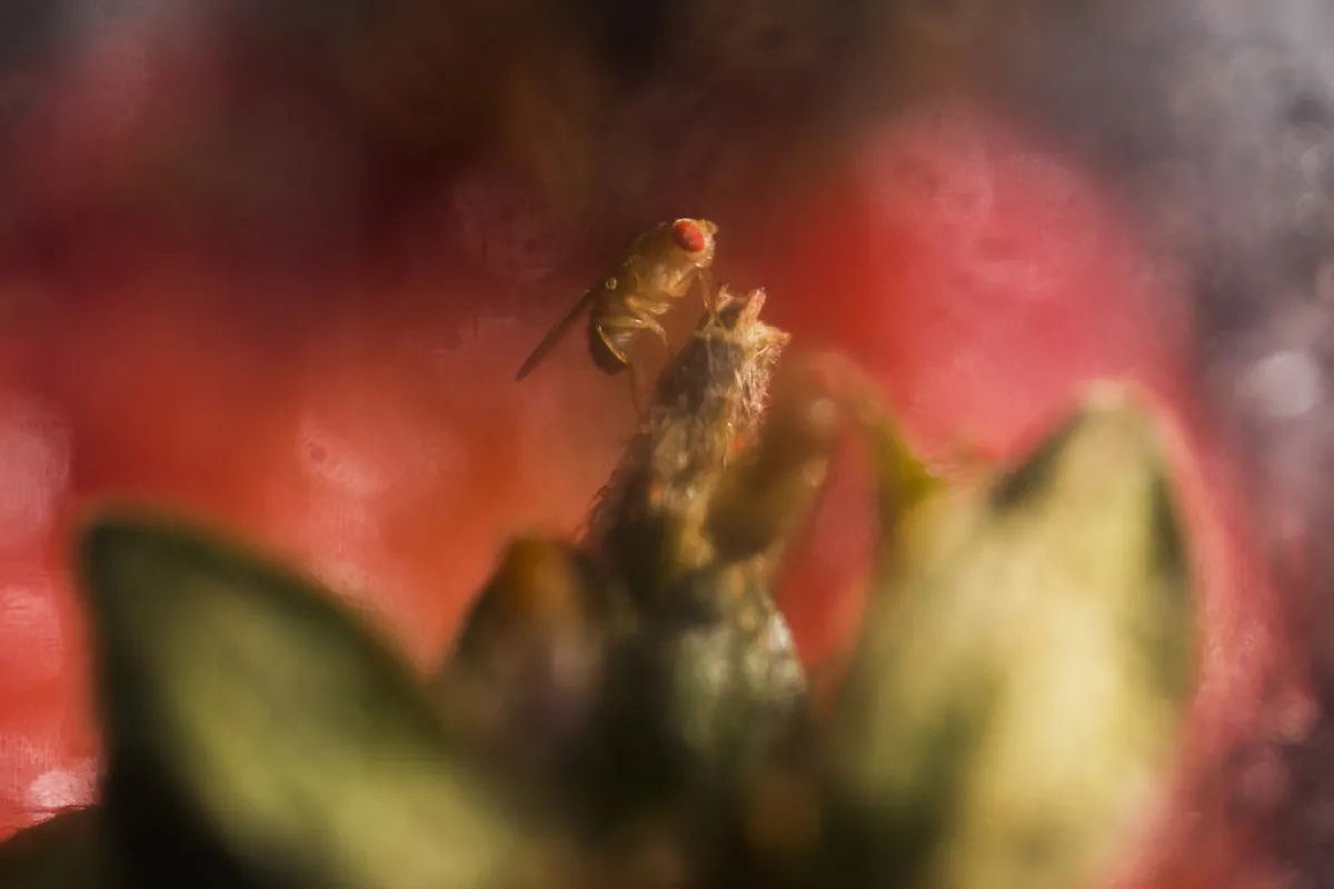 Fruit flies