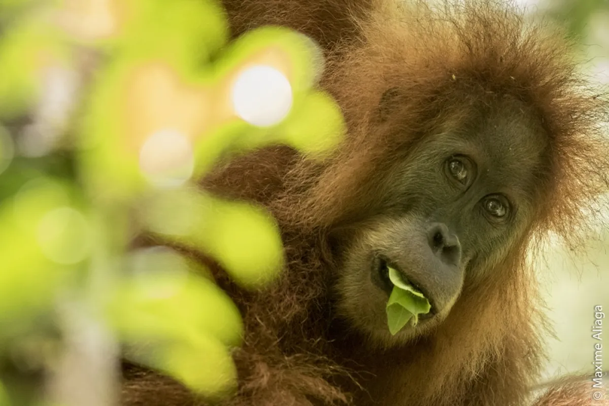 Orangutan
