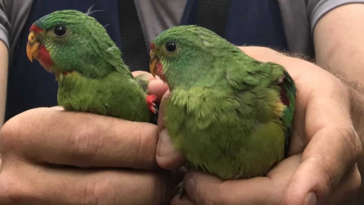 Two swift parrots being held in the hands of an ANU researcher