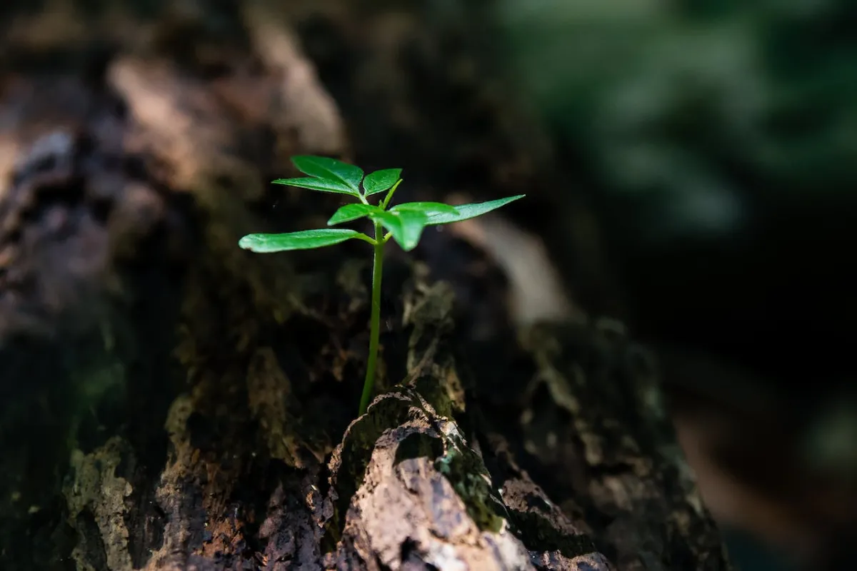 Plant shoot growing from stump