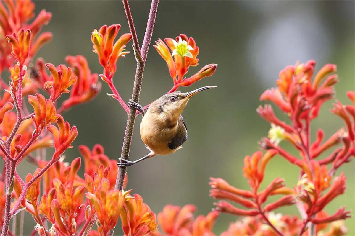 Spinebill on kangaroo paw