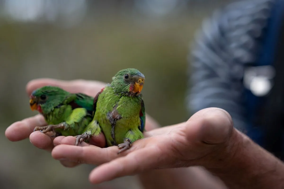 Two baby parrots