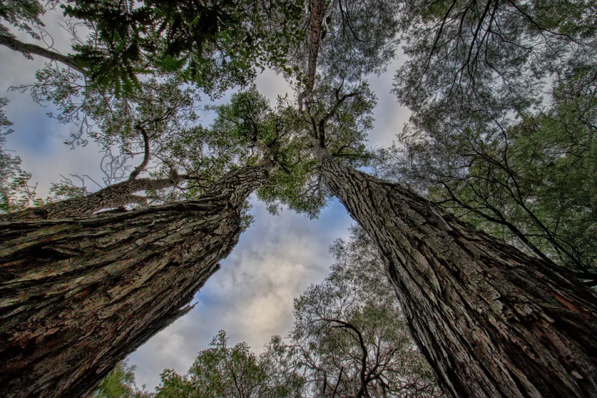 Tall trees viewed from below.