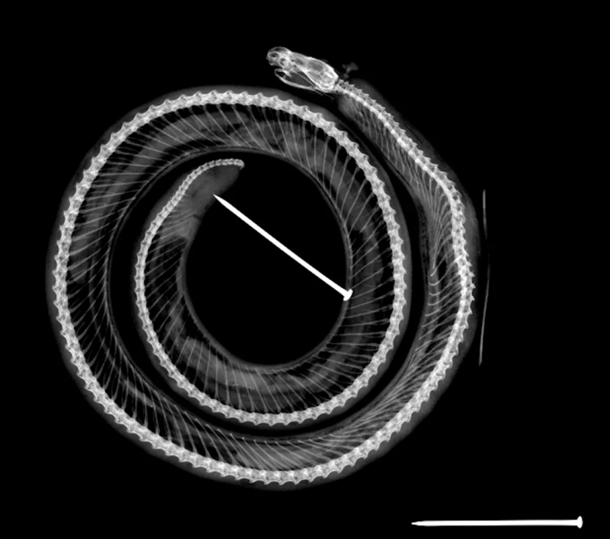 X-ray of a blind snake