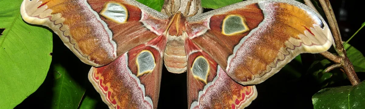 Atlas moth on leaves