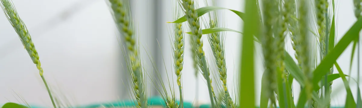 Wheat in a lab