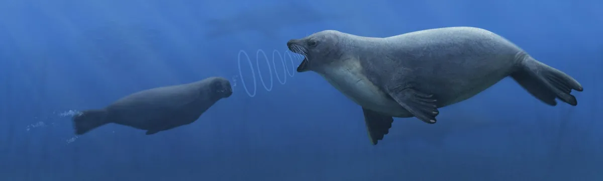 Illustration of an early seal communicating underwater.