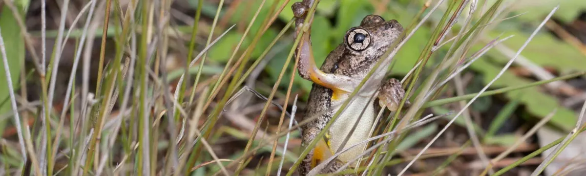 Perons tree frog