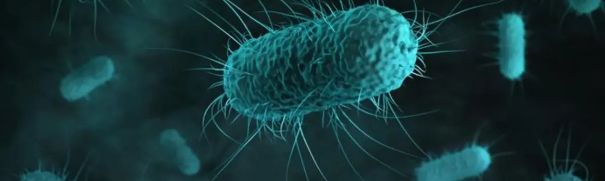 Illustration of bacteria