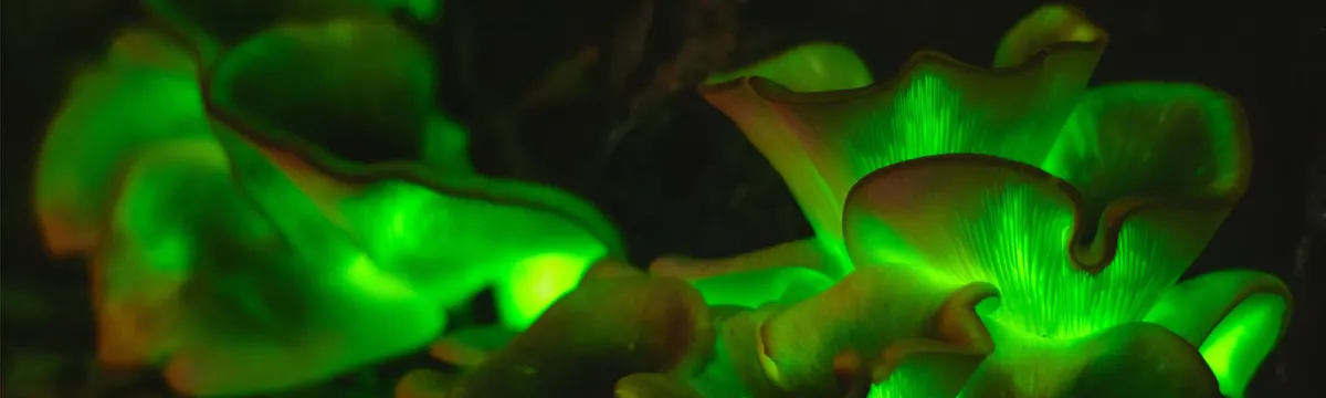 Close up of green fungus