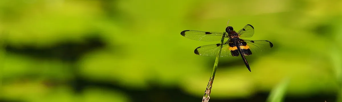 Green dragonfly