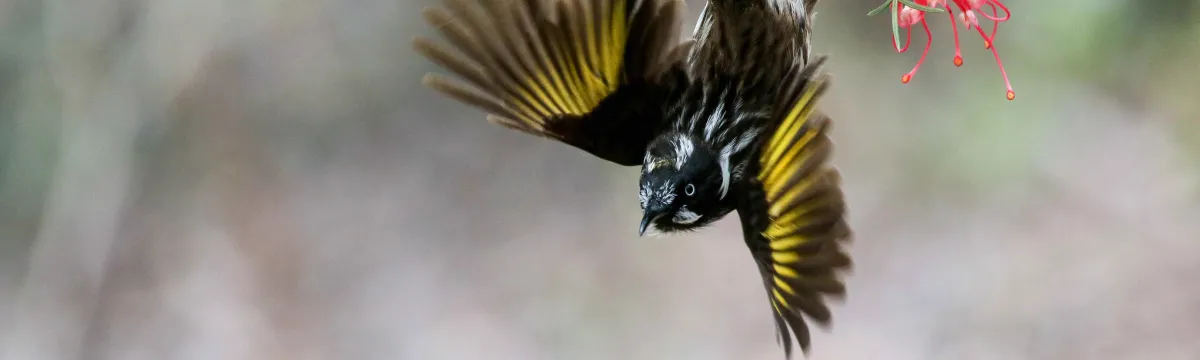 Honeyeater