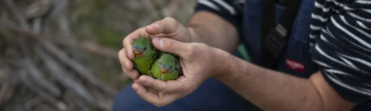 Researcher holds two swift parrots