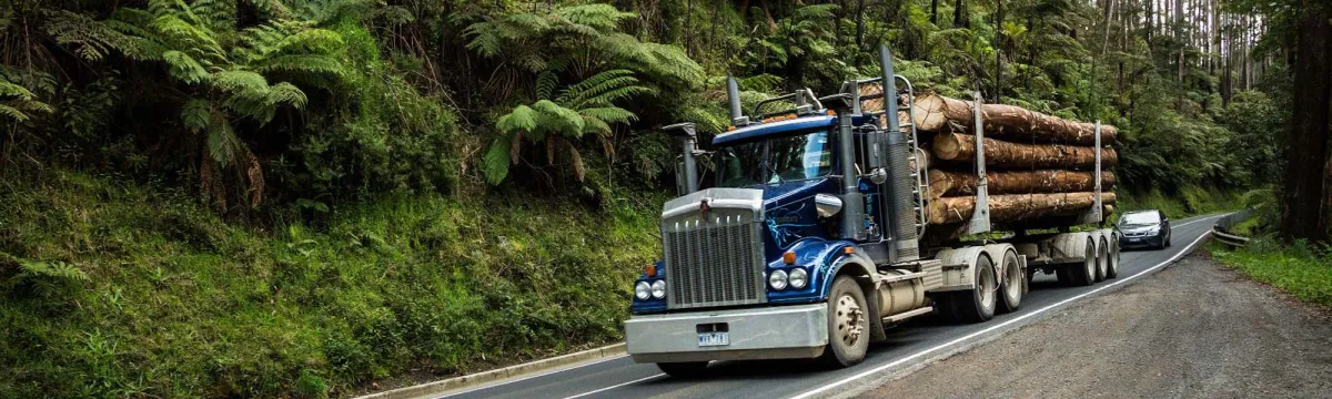 Logging truck on road by rainforest