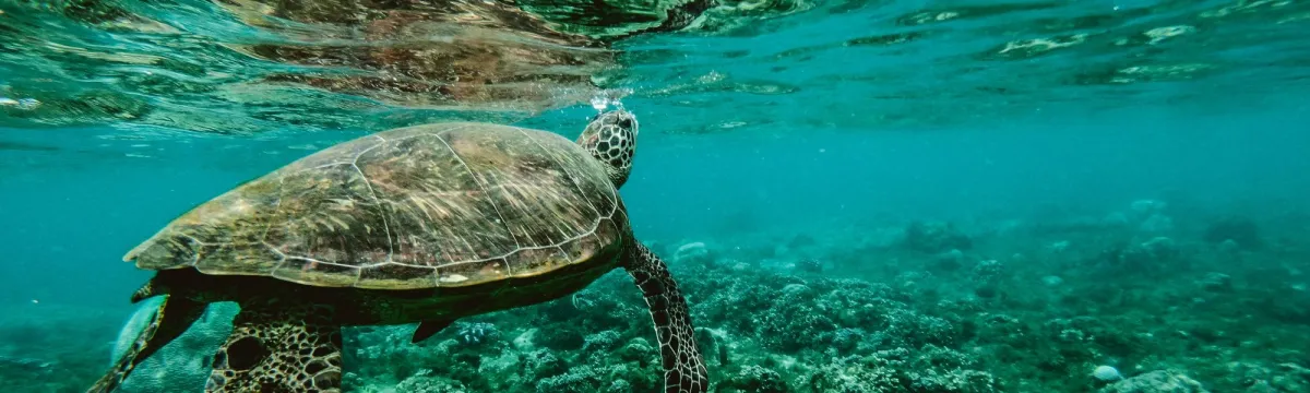 Master Science Earth Sciences