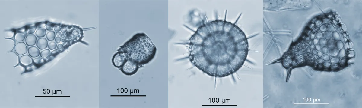 Close-up of various-shaped microscopic marine organisms
