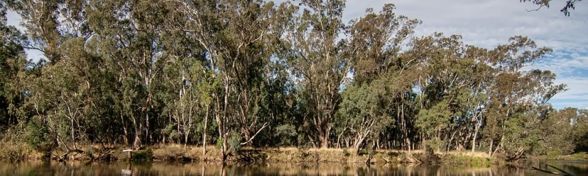 River with reflections of trees