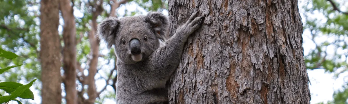 Koala clings to tree