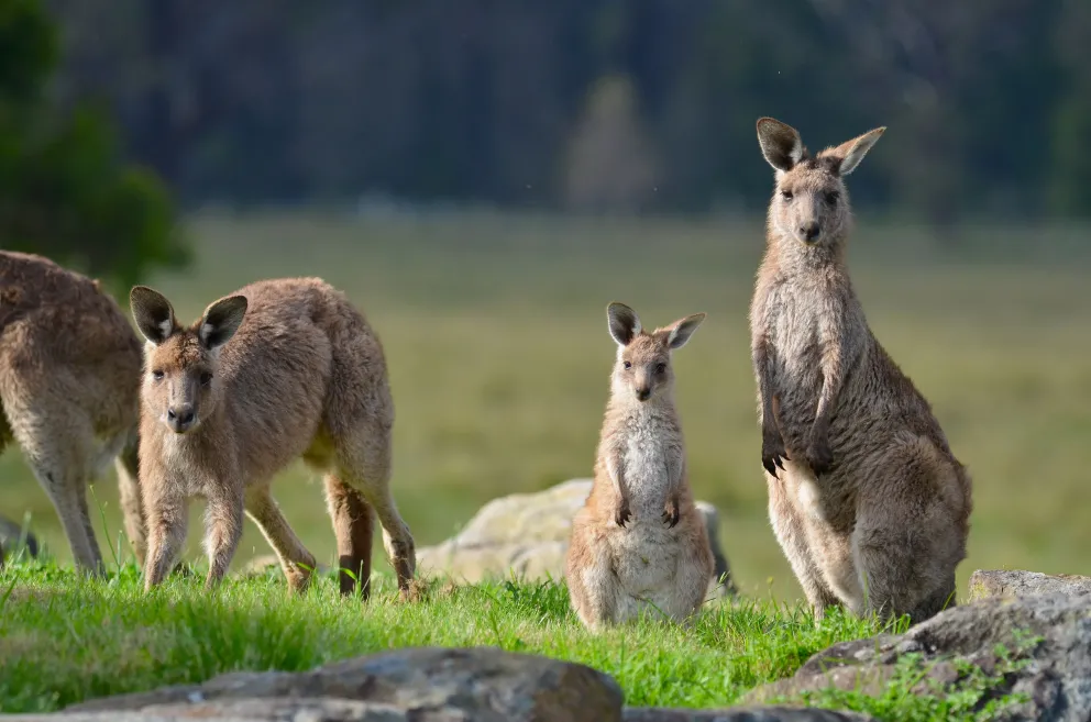 A mob of kangaroos