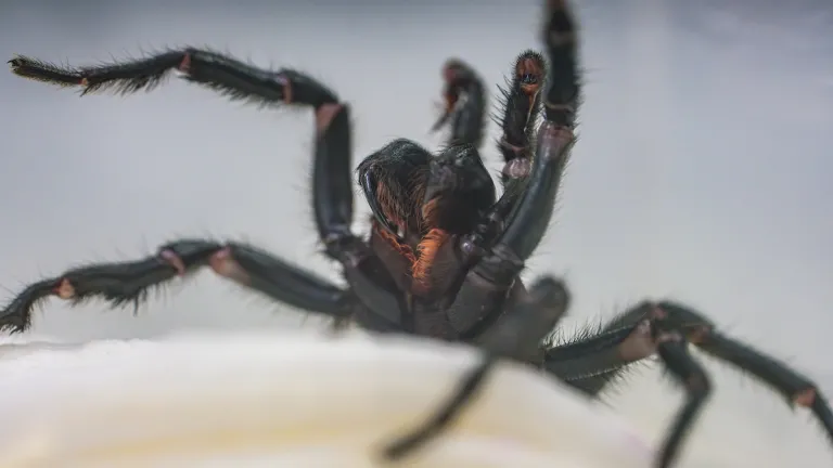 Funnel web spider close up, focused on fangs