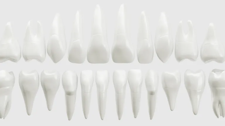 32 teeth
