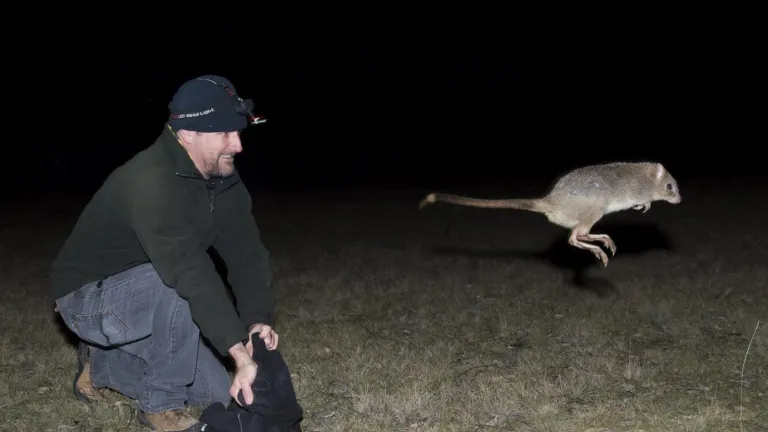 Mulligans Flat Woodland Sanctuary general manager Jason Cummings releases a bettong.