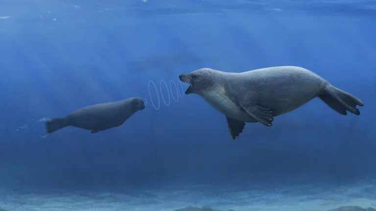 Illustration of an early seal communicating underwater.