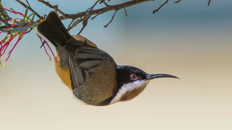 Eastern spinebill, small bird with long beak perched upside down from twig