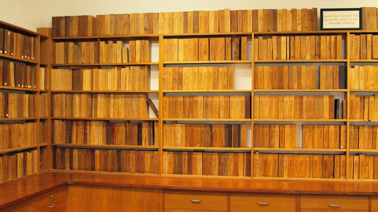 Wood library
