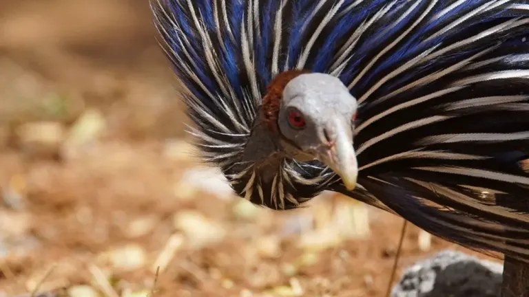 Guinea fowl