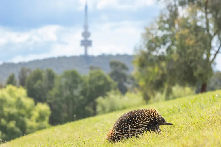ANU Echidna on Black mountain (photo by Sharyn Wragg)