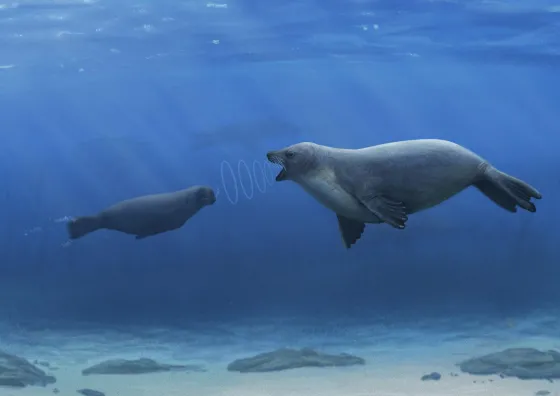 Illustration of an early seal communicating underwater.