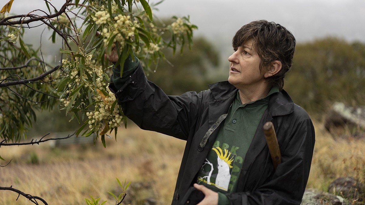Woman in natural bush setting, she is looking up at a wattle tree and has a mattock under her elbow. Her shirt reads Park Care and she is also wearing a rain coat.