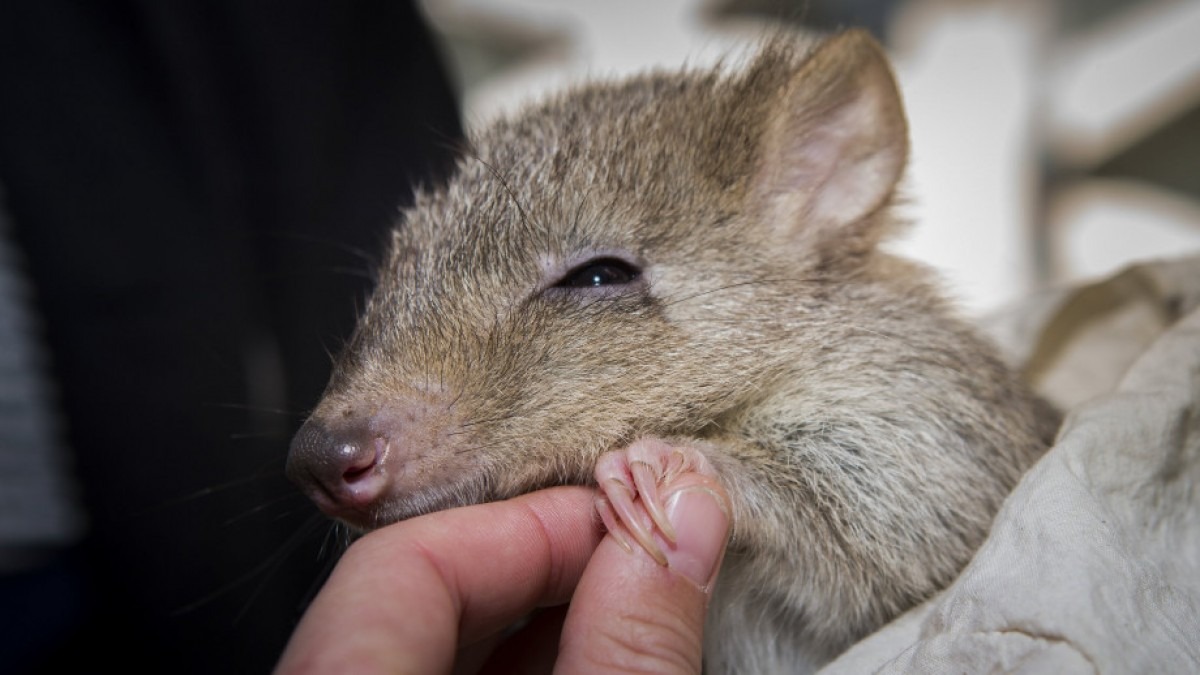 A bettong being held by an outreach officer.