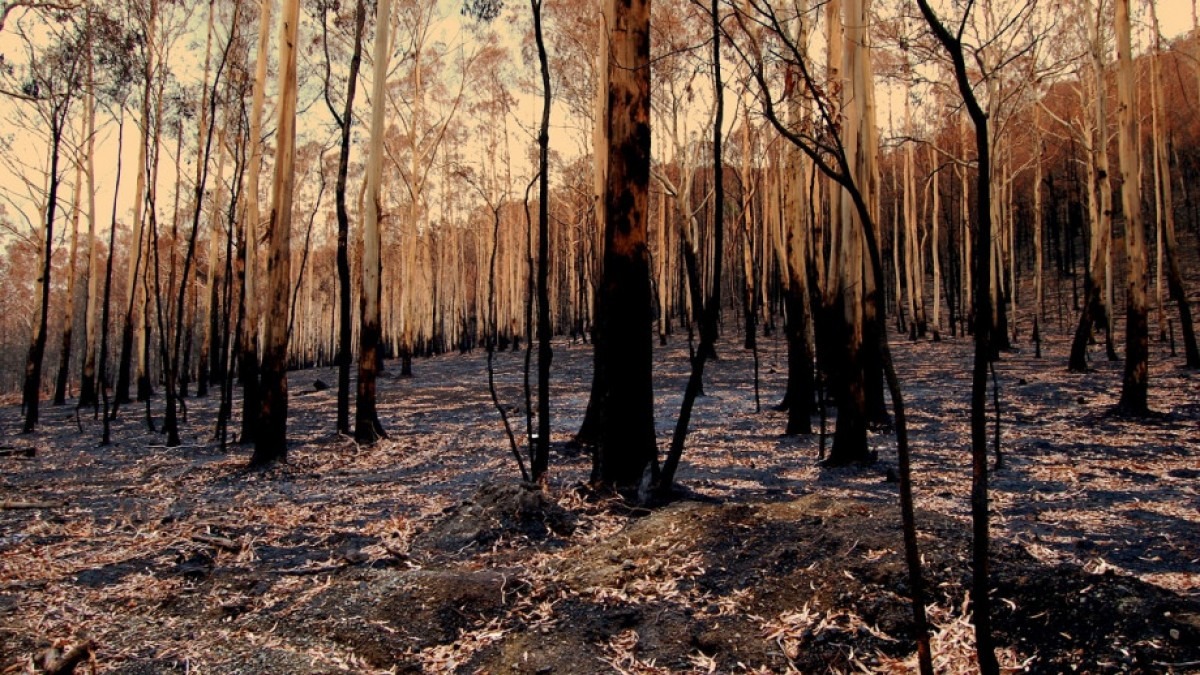 Forest after bushfire