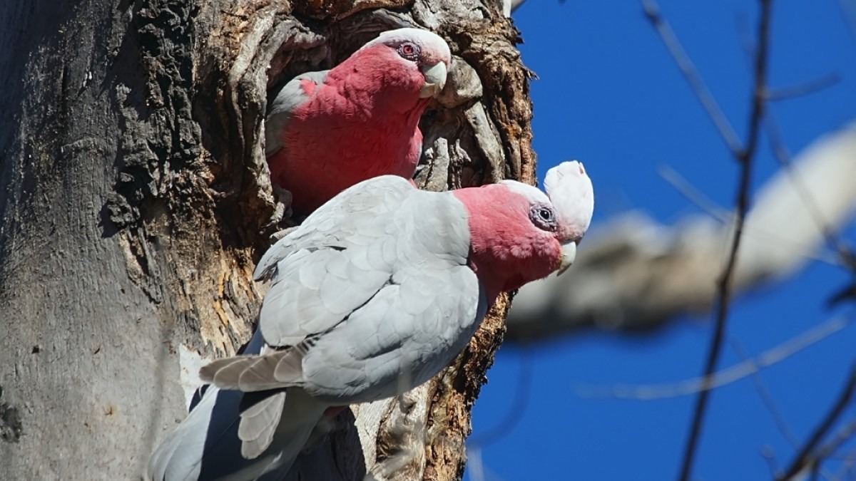 Two galahs in a eucalypt hollow