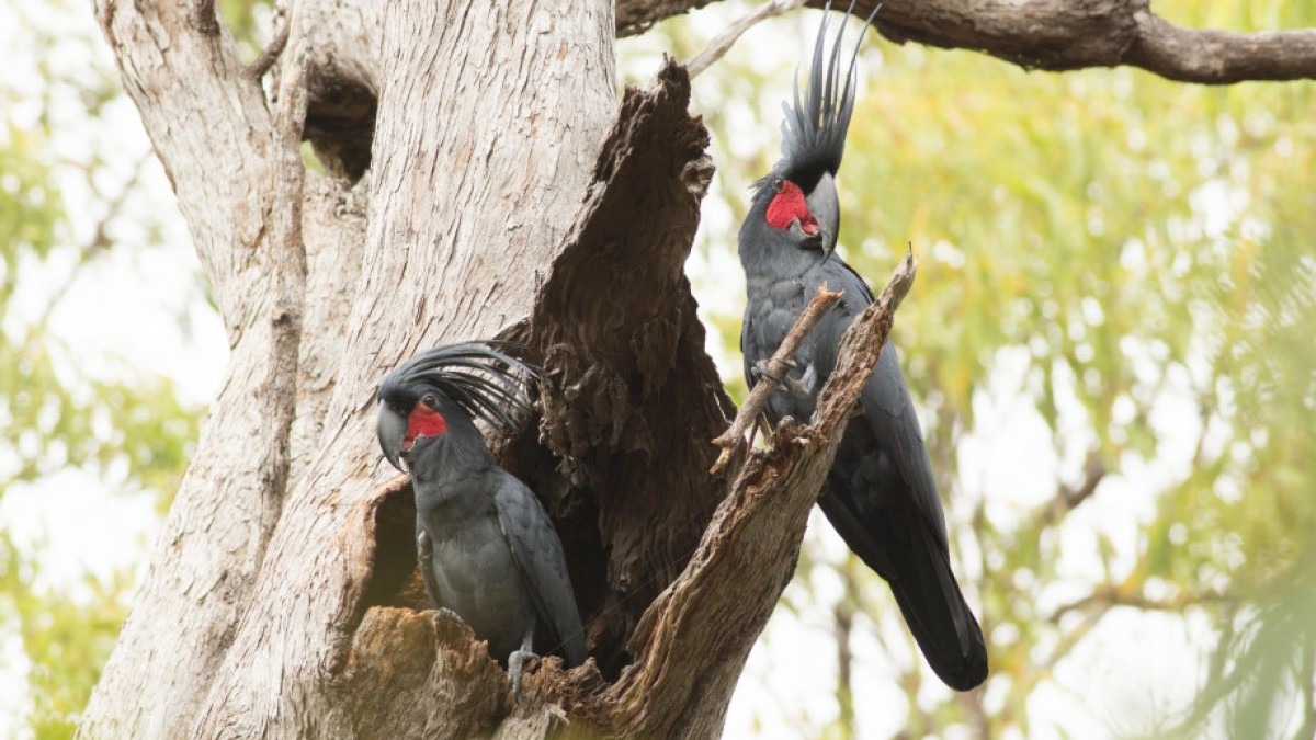 Two palm cockatoos perching on tree hollow. The birds have black feathers with a red spot around their faces. 