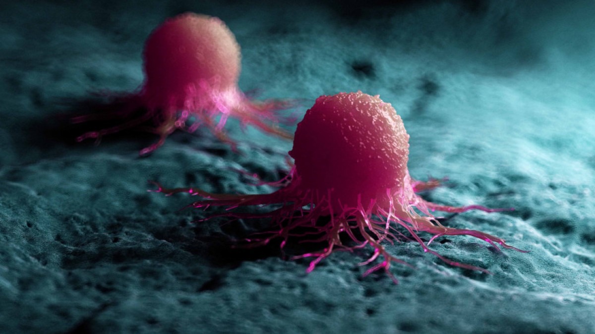 Two pink cancer cells on teal green background. 